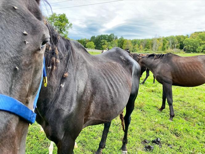 Woman facing 9 animal cruelty charges after several animals seized from ...