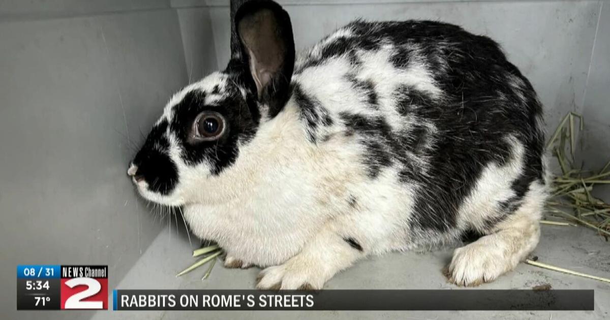 Rome rabbit rescue | Video | wktv.com