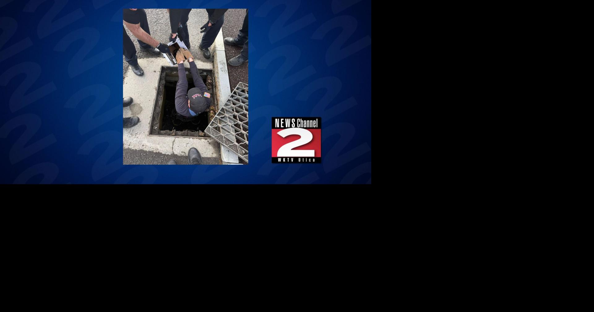 Baby Ducks Stuck in Rome Storm Drain Saved on Mother's Day | Local ...