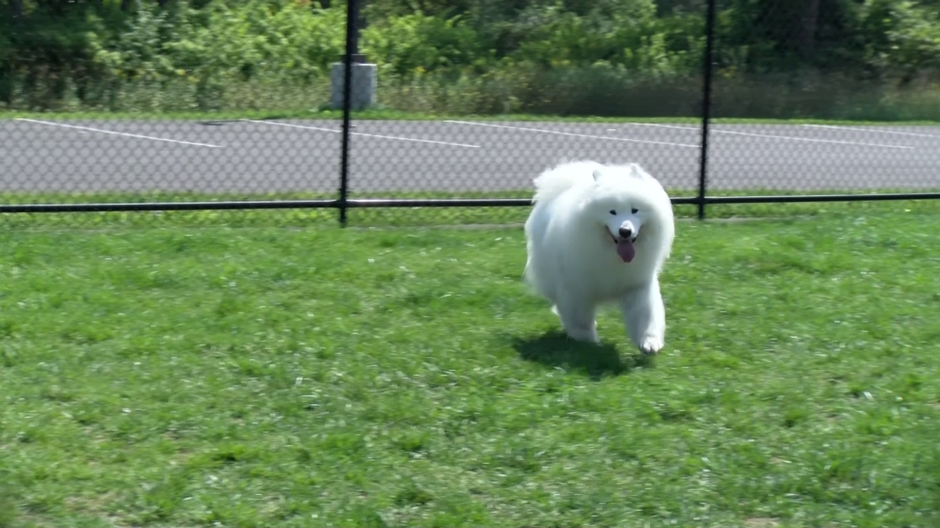 Today is National Dog Day. Utica Dog Parks Celebrate 1 Year of