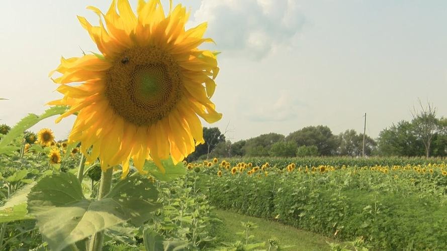 Sunflower Fields in Rome Will Open Again for Another Year News