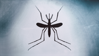 Jamestown Canyon Virus Detected in Madison County
