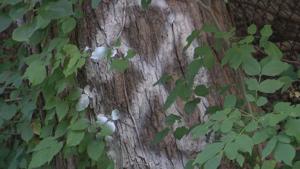 Photo illustrating article: Village of Clinton Removing More Trees Under Tree Management Plan