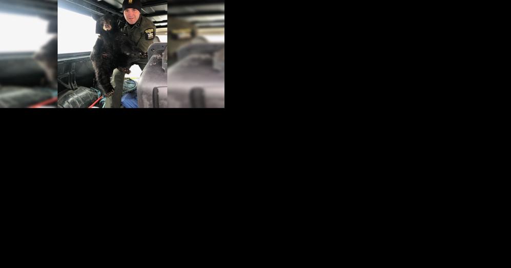 Environmental conservation officer rescues black bear cub in Herkimer County - Vimarsana News