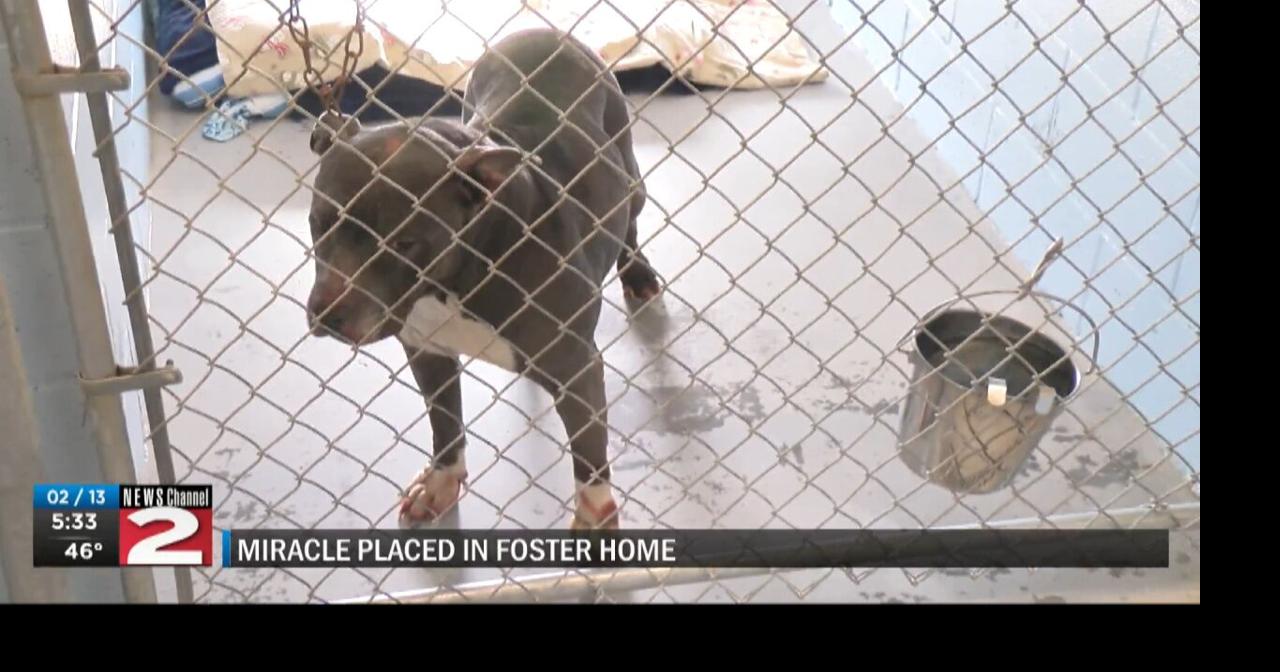 Abandoned dog placed in a foster home as hunt for previous owner ...