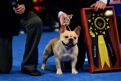 French Bulldog wins top prize at National Dog Show