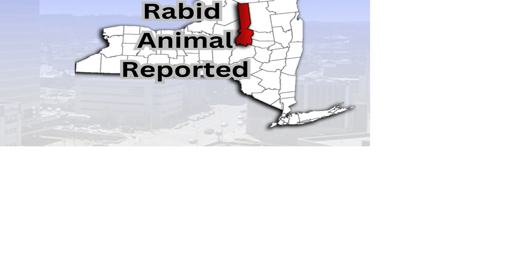 Raccoon that Attacked Family Dog in Village of Mohawk Tests Positive ...