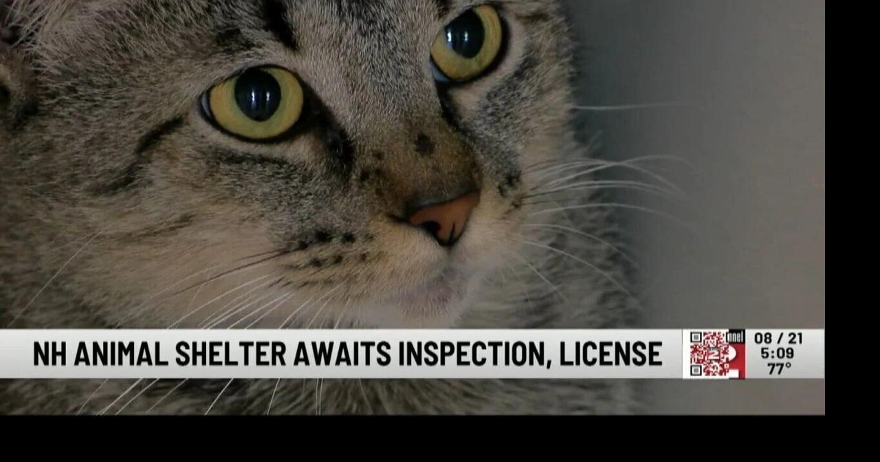 NH Animal Shelter Awaits Licensing, Pitter-Patter of More Little Paws ...