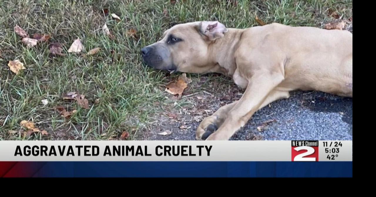 31-Year-Old Man Charged with Felony Animal Cruelty in Oneida County ...