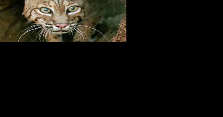 Bobcats Here? Yes, They Live in Our Area, But You Might Not Have Seen One. Biologist Explains Local Bobcat Populations. - Vimarsana News