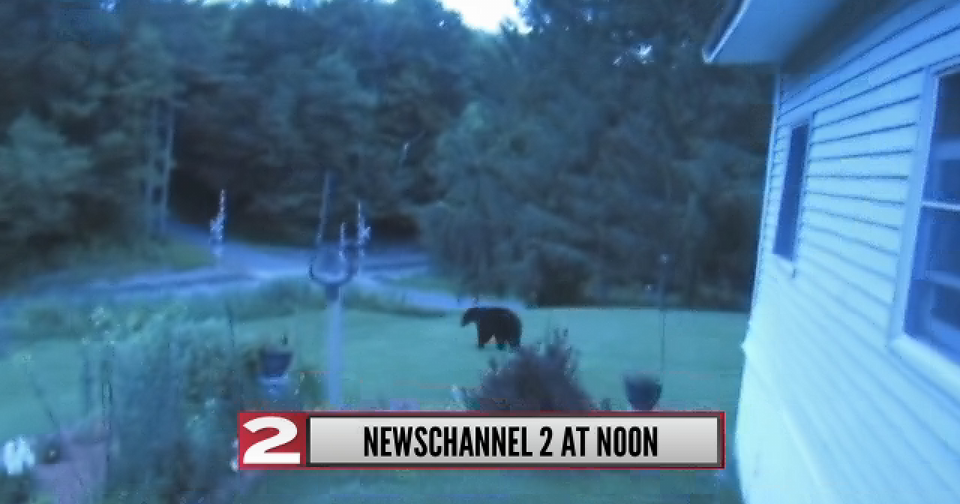 Another Local Bear Sighting and Tips to 'Prevent Conflicts with Bears' - Vimarsana News