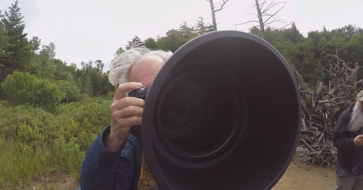 An Effort to Save the Adirondack Bears