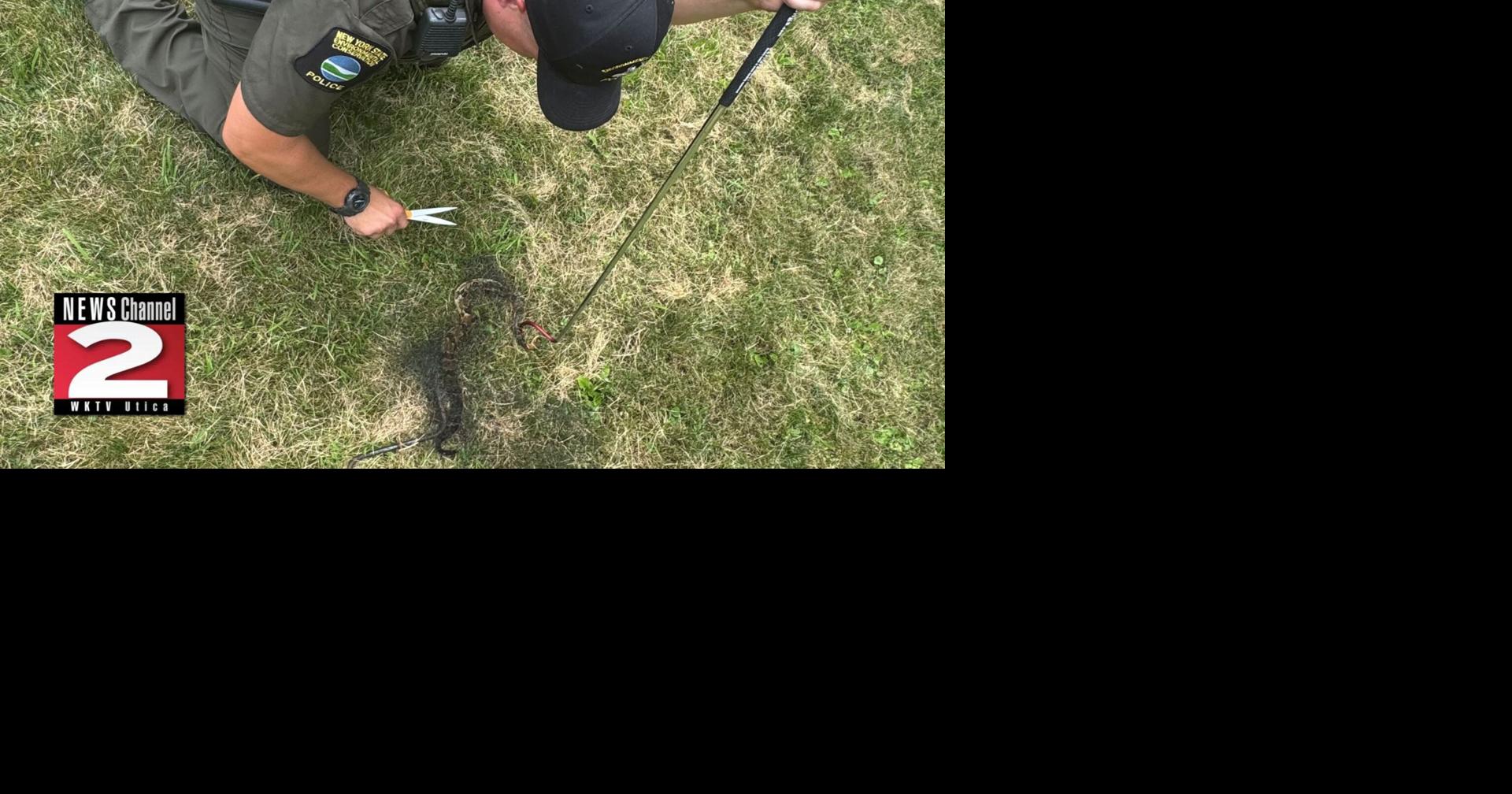 Native New York Rattler Rescued in Nearby County | Local | wktv.com