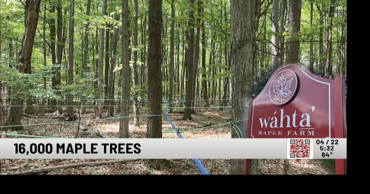 16,000 New Trees Planned for Oneida Indian Nation Maple Farm | Video ...
