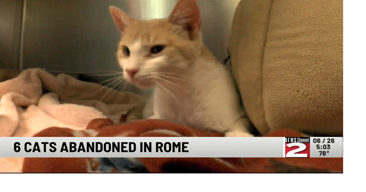 6 Cats Abandoned at Rome Humane Society