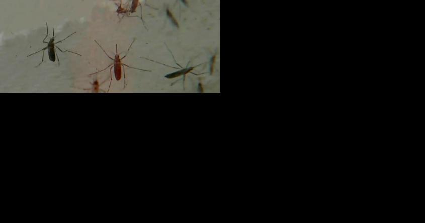 Pool of mosquitoes in Madison County test positive for EEE - Vimarsana News