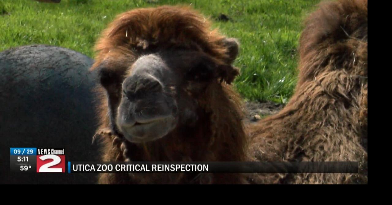 Utica Zoo passes reinspection; overjoyed staff prepares to reopen