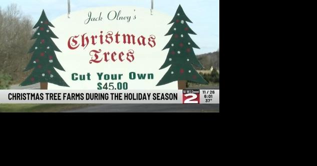 Christmas Tree Farms During The Holiday Season - Vimarsana News