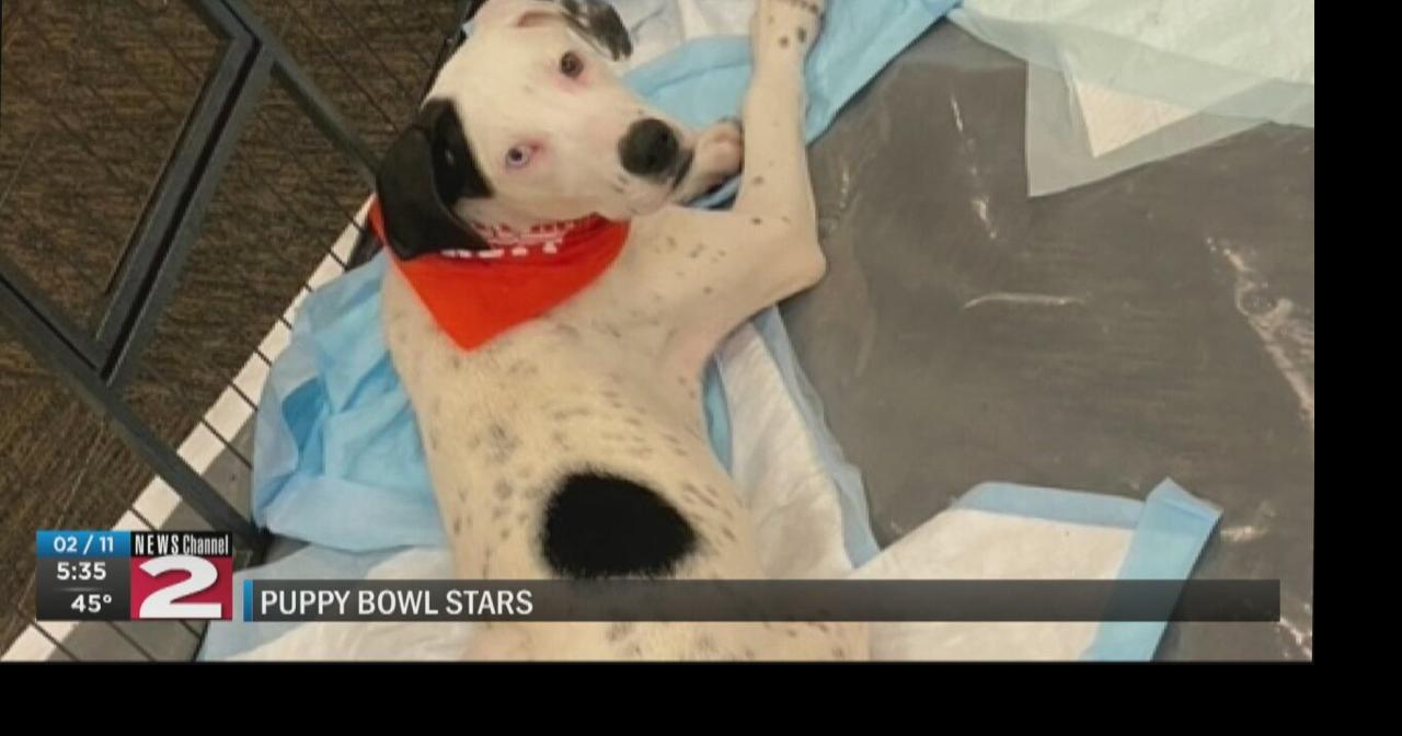 Pets from Utica's House of Paws to appear in annual Puppy Bowl Community