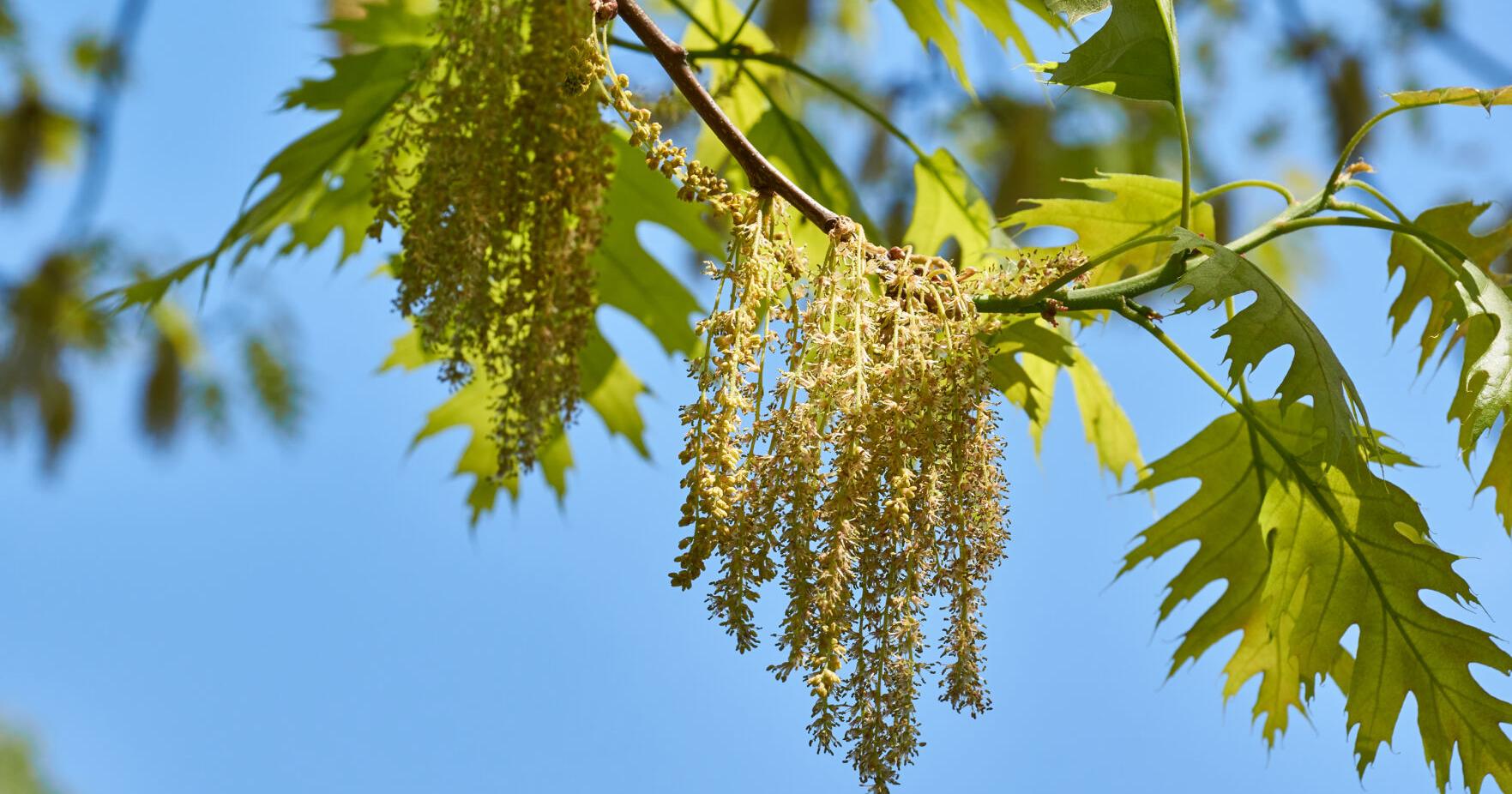 Your pollen allergies are already overwhelming? Here's why - Vimarsana News