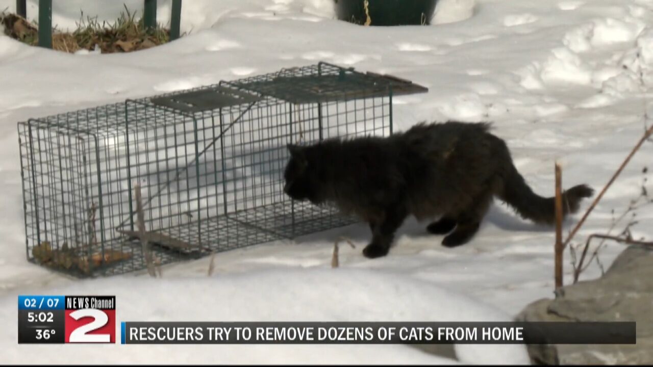 Las Vegas shelter offers cat traps to valley residents