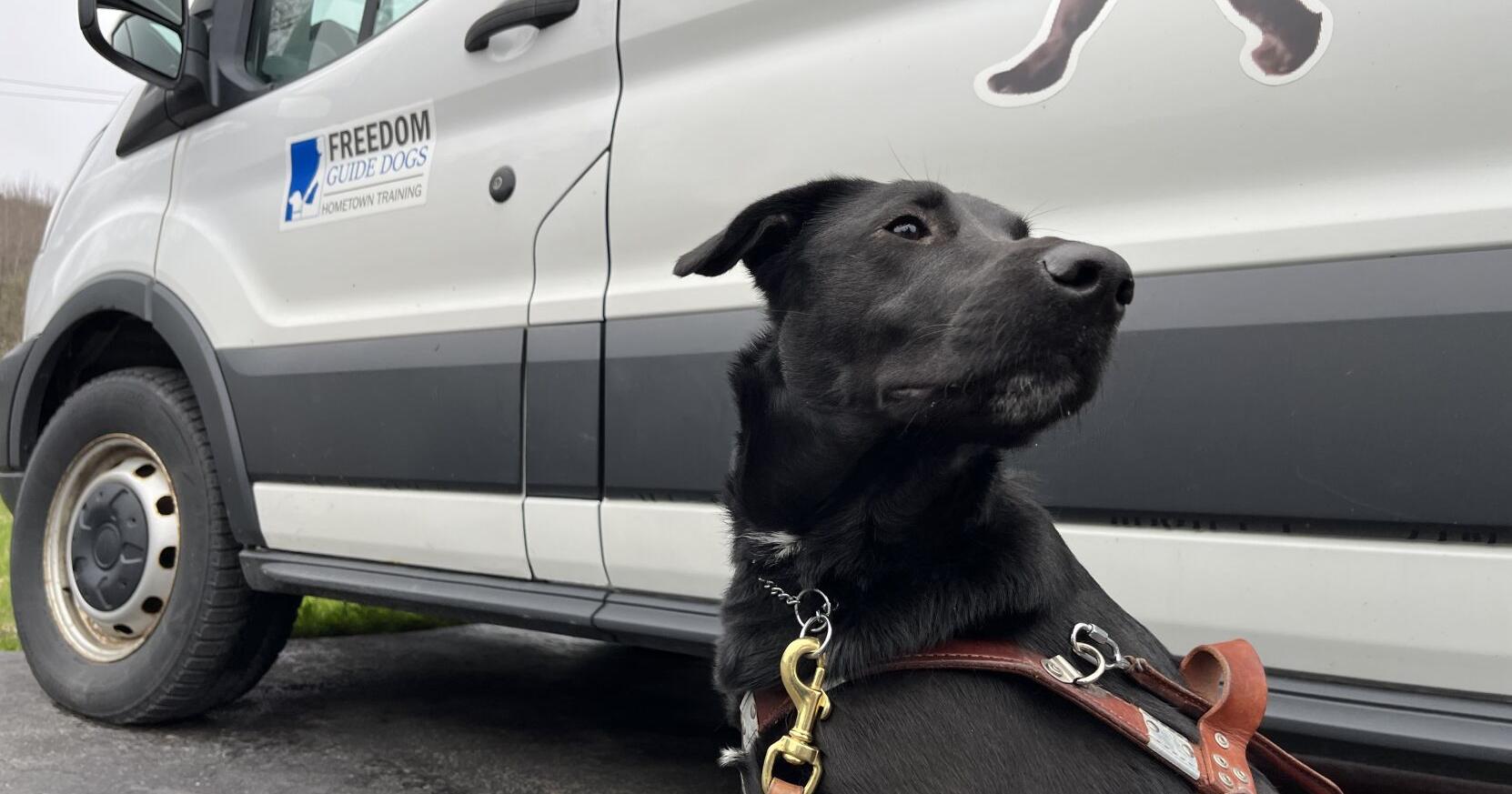 IN PHOTOS: International Guide Dog Day—A Look at a Local Organization's Work with Canine Heroes - Vimarsana News