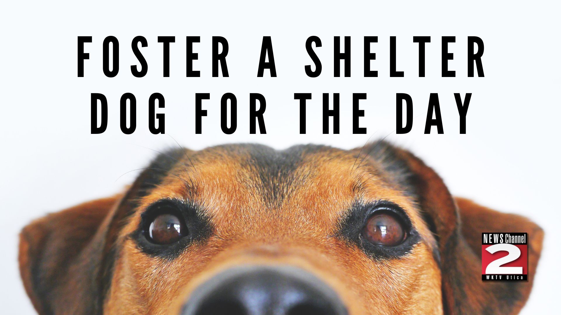 Foster a dog hot sale for a day