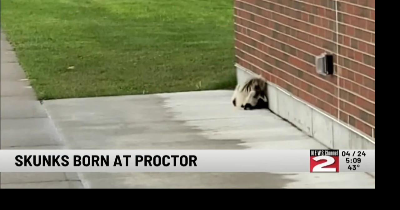 Skunks Born at Proctor High School in Utica | Video | wktv.com
