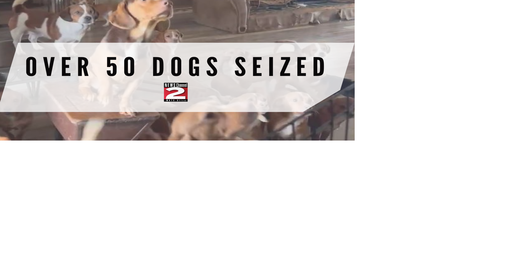 Over 50 Dogs Seized from Unsanitary 'Hoarding House' in Westmoreland ...