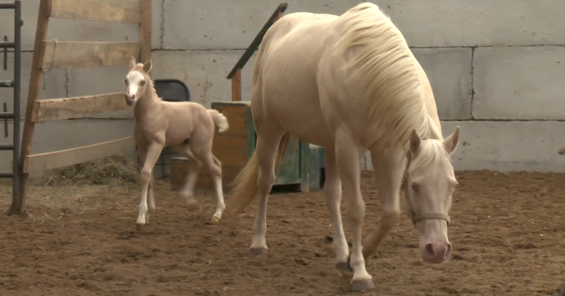 Miracle Welsh Pony Twins Thriving - Vimarsana News