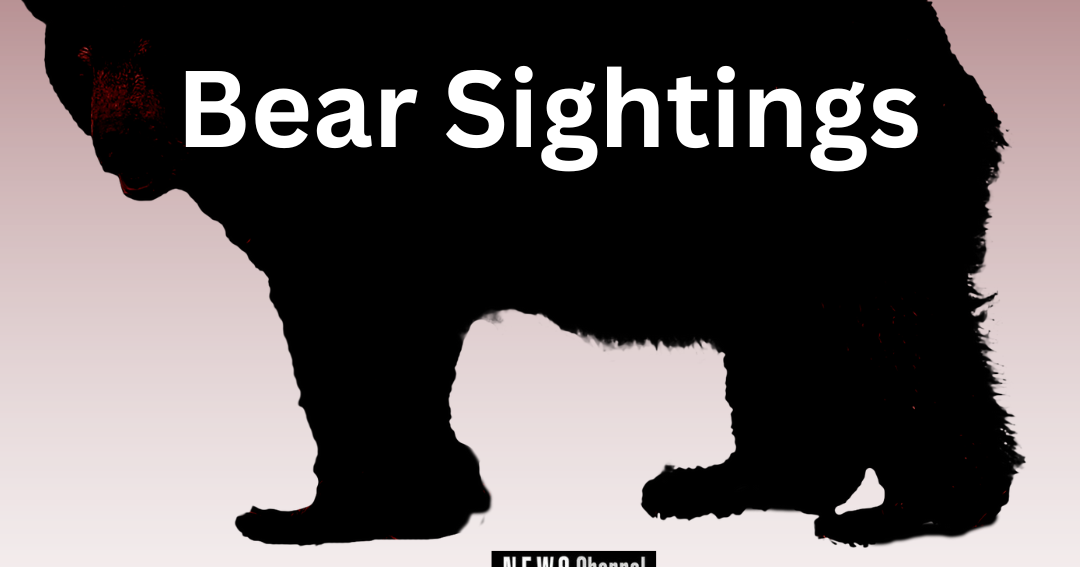 Documented History of Bears in Oneida County Going Back to 1634 - Vimarsana News