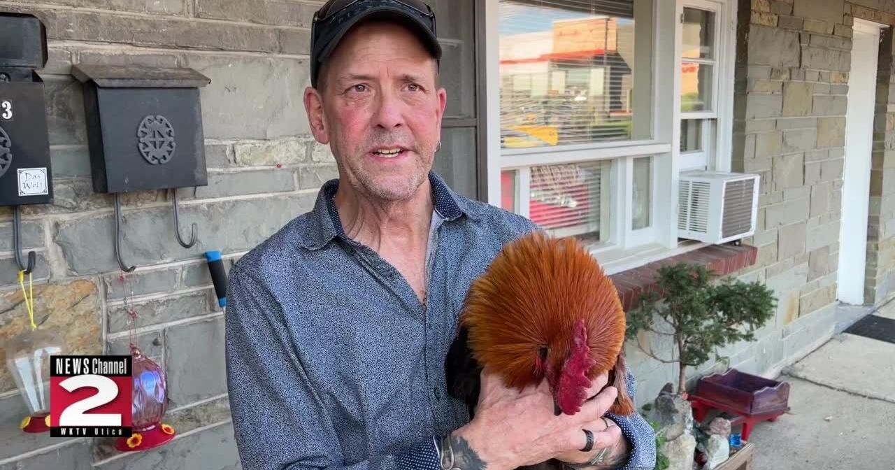 Why'd the Chicken Cross the Road? To Find a New Home - Vimarsana News