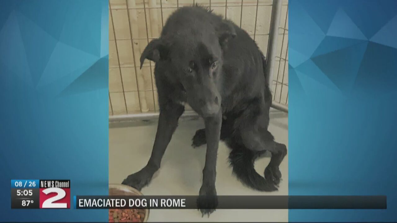 CNY SPCA looking for owner of emaciated dog found in Rome | Archive |  