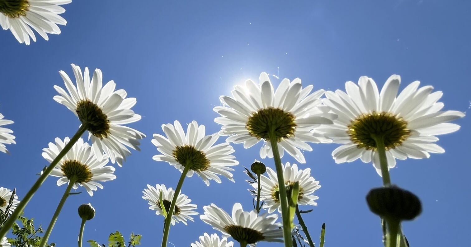 IN PHOTOS: Flowers Along the Canal in Utica - Vimarsana News