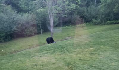 Black bear in Deerfield