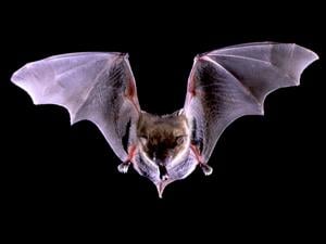 Bat Tests Positive for Rabies in Ilion