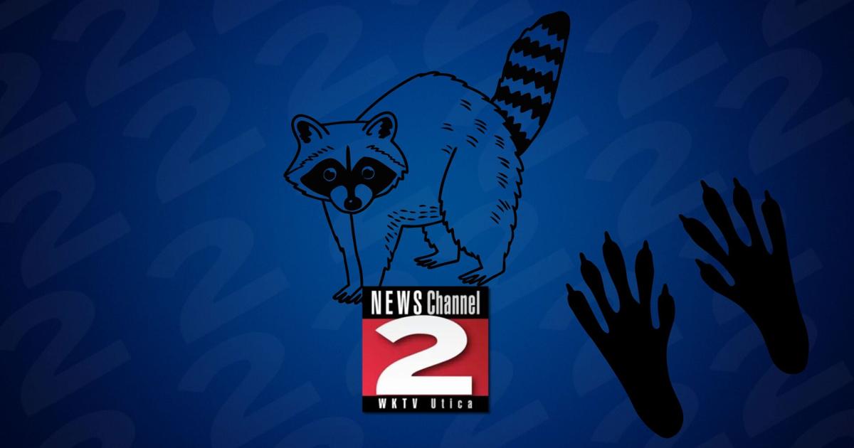 New Research Reveals Urban Raccoons Across the Us Show Early Signs of ...