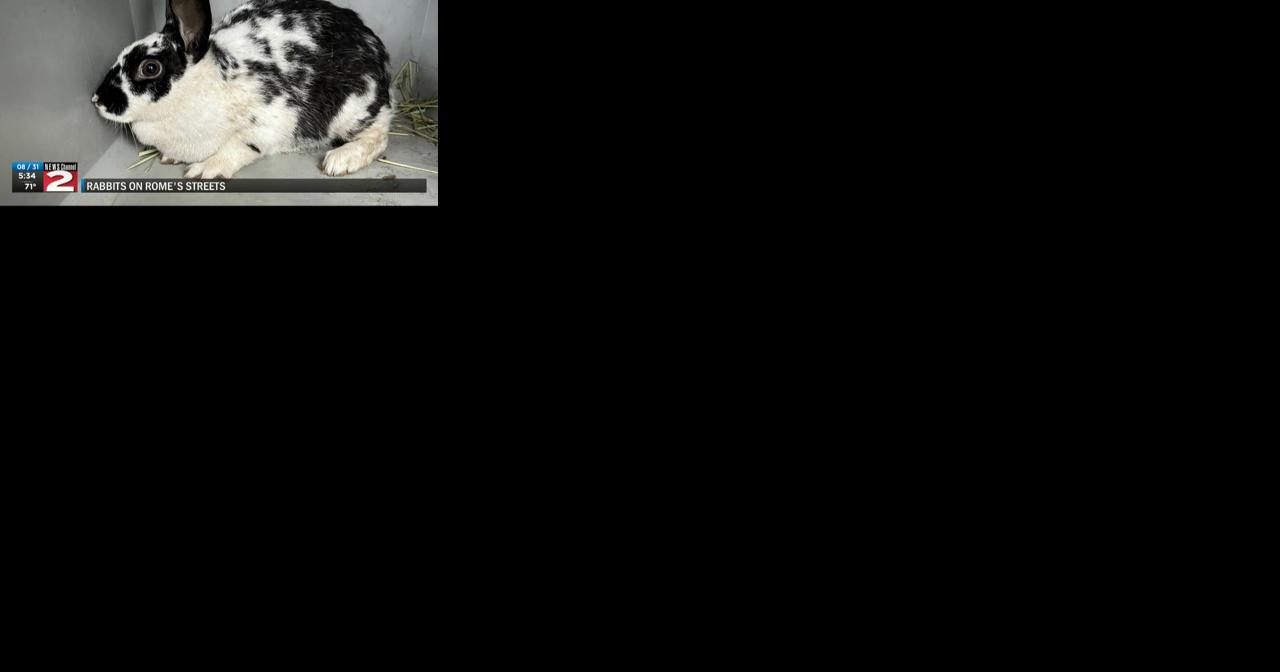 Rome Rabbit Rescuers—Two Women Aid, Re-home Domesticated Rabbits Found on Streets - Vimarsana News