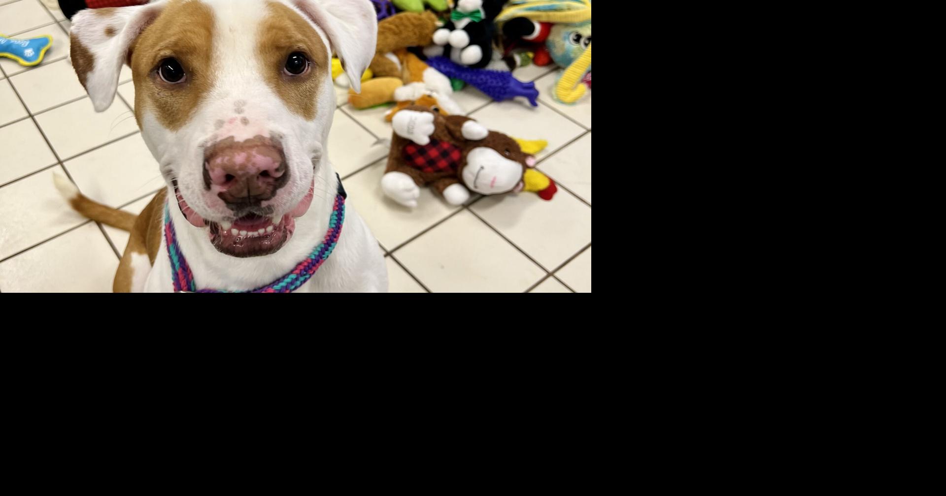 IN PHOTOS: Howling Good Christmas at Local Animal Shelter as Pups Enjoy ...