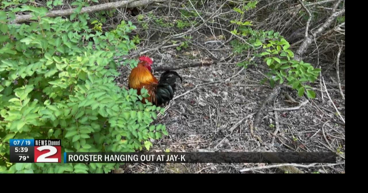 Runaway Rooster—The Story of JAYK's Lumber Yard Bird Video