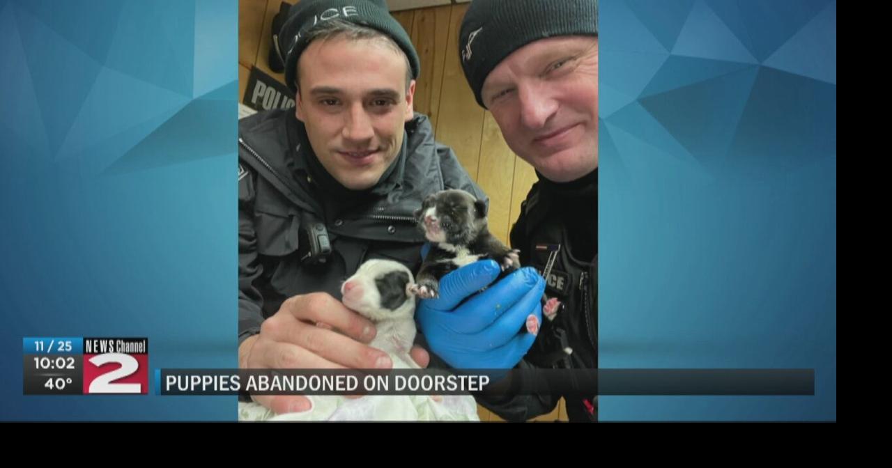 Puppies abandoned outside of New York Mills apartment | Local | wktv.com
