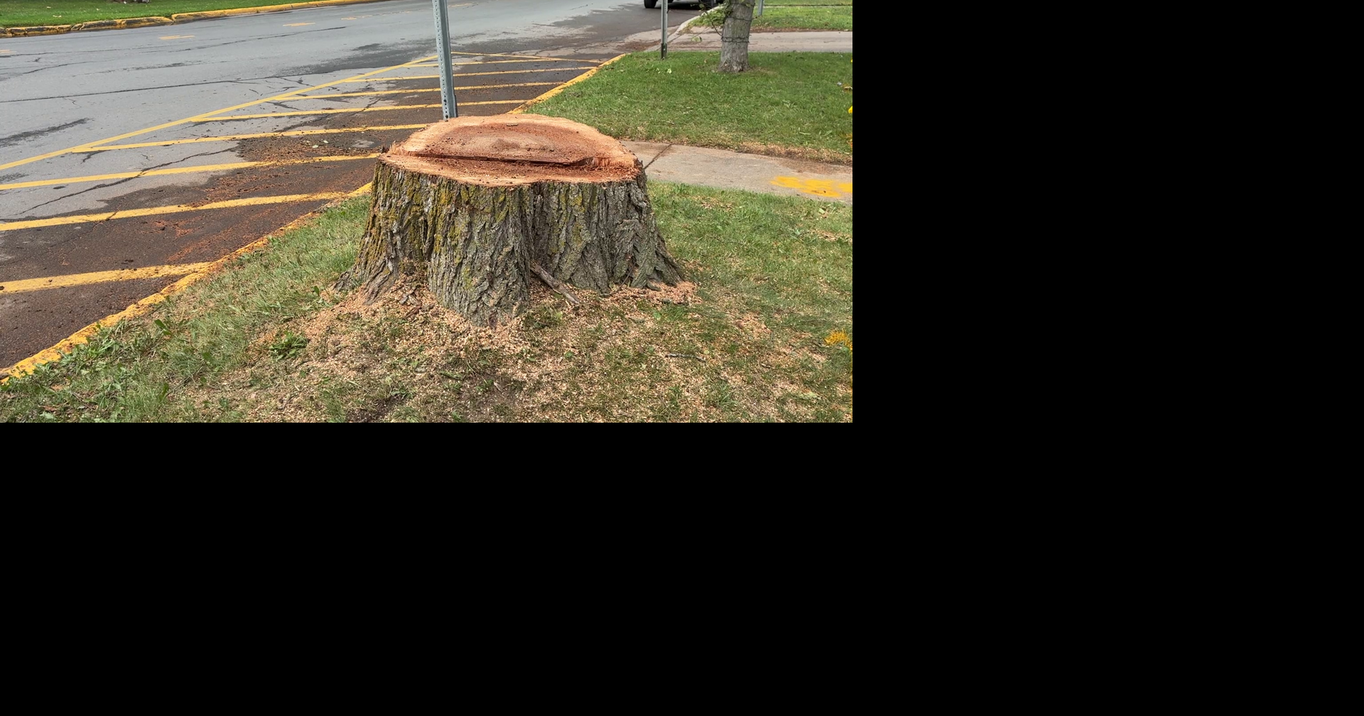 Here's Why Trees Were Removed From East Park Row in Clinton