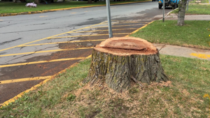 Photo illustrating article: Here's Why Trees Were Removed From East Park Row in Clinton