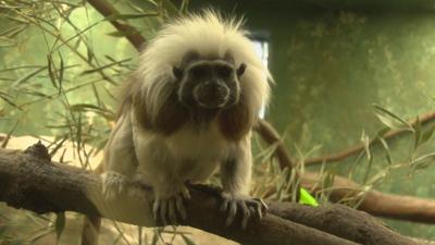 Utica Zoo celebrates zoodiac