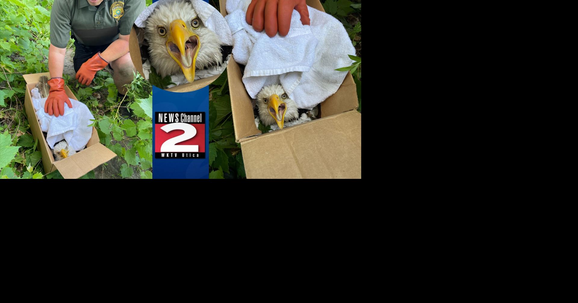 Rescued Bald Eagle on Path to Recovery