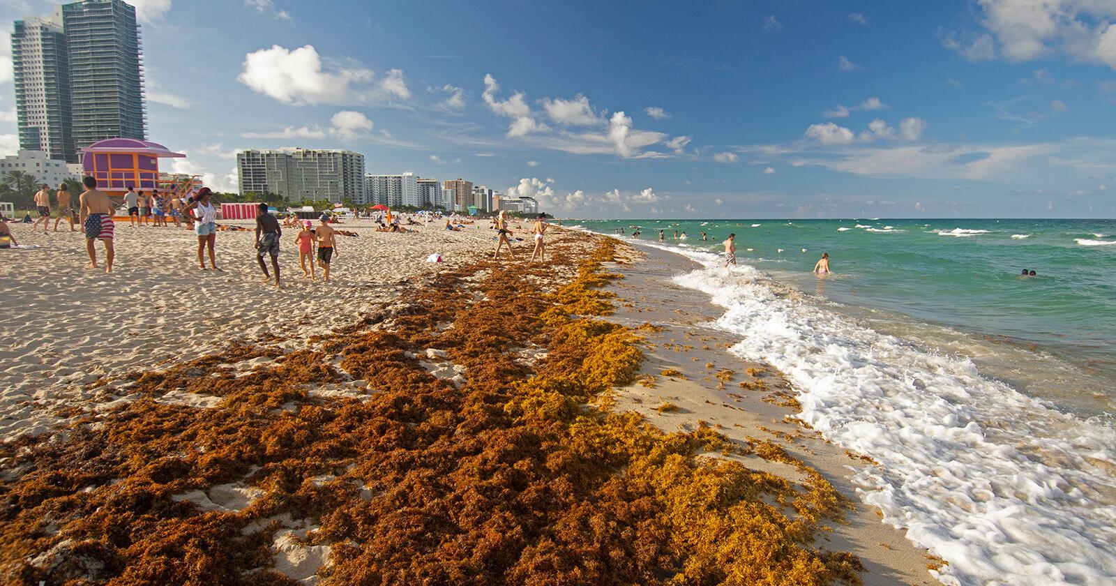 A 5,000-mile-wide blob of seaweed is headed for Florida, threatening tourism across the Caribbean - Vimarsana News