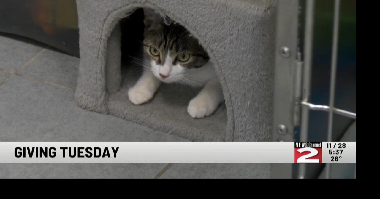 Local Photographer Leads Effort to Raise Money for Local Humane ...