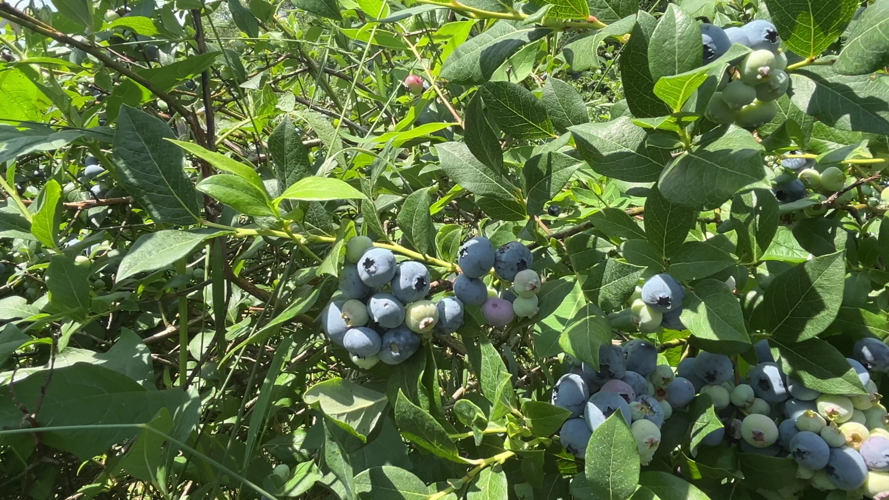 Today Is National Blueberry Day, and a Local Greenhouse Has Opened Its