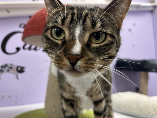 First Adopted Cat of the New Year at Clinton's CPV Rescue and Sanctuary