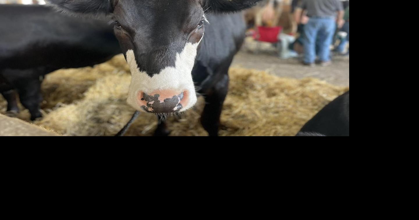 Day 2 of the Boonville-Oneida County Fair | News | wktv.com